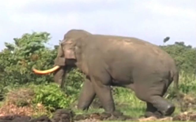 Voi rừng tràn vào khu dân cư phá rẫy