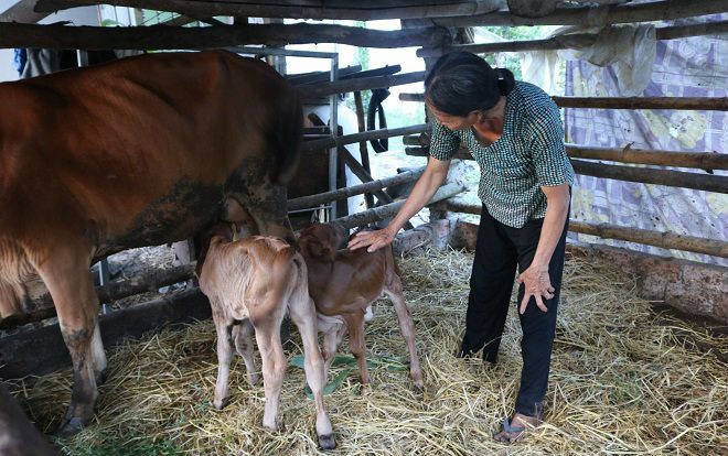 Hy hữu bò sinh cặp bê con hiếm gặp ở Quảng Nam