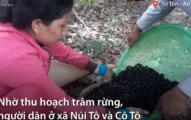 Trèo thang hái trâm rừng kiếm tiền triệu mỗi ngày