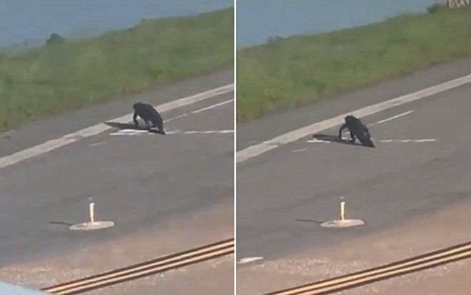 Cá sấu 'lạc trôi' giữa đường băng, máy bay phải nhường đường