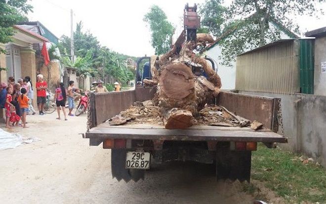 'Hợp đồng' cẩu trộm cây mít hàng chục năm tuổi có giá 40 triệu đồng