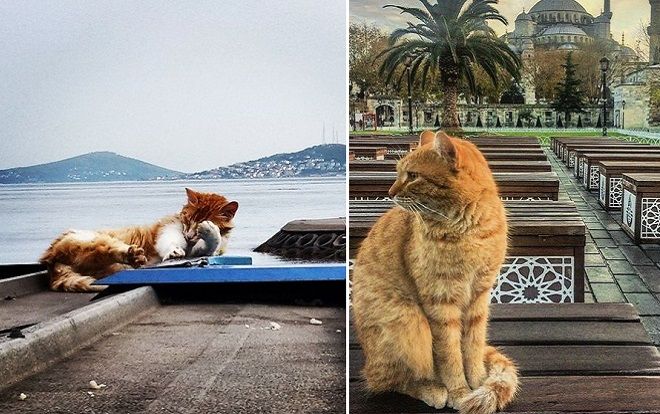 Có một nơi mà ở đó, mèo là 'bá chủ', còn con người thì 'rất phục tùng mèo'