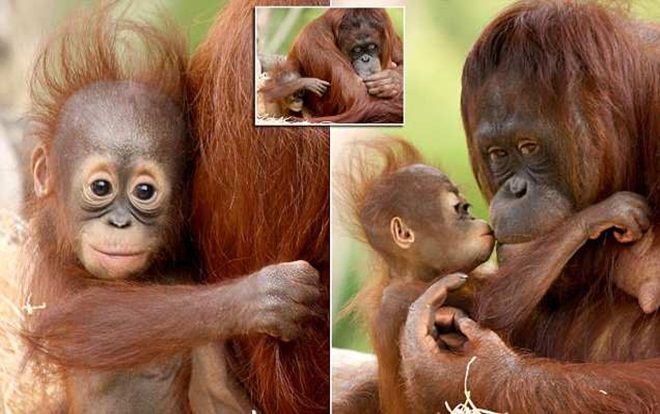 Ngọt ngào khoảnh khắc đười ươi con âu yếm hôn má mẹ