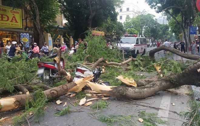 Cây phượng cổ thụ bất ngờ đổ ập đè trúng xe máy, 5 người bị thương nặng trong đó có 2 trẻ nhỏ