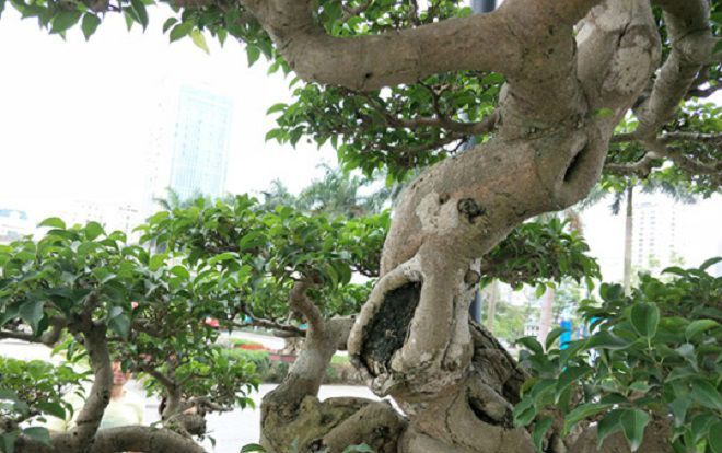 Kiệt tác sanh cảnh 'vươn đón gió' có giá gần 10 tỷ đồng của ông giáo già