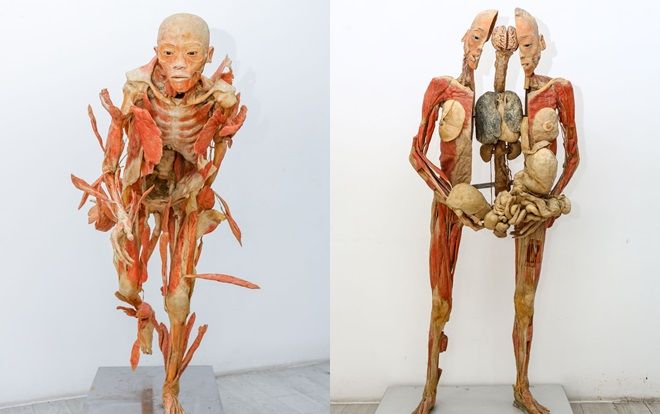 Ra mắt triển lãm độc đáo ‘Sự bí ẩn đặc biệt của cơ thể người’