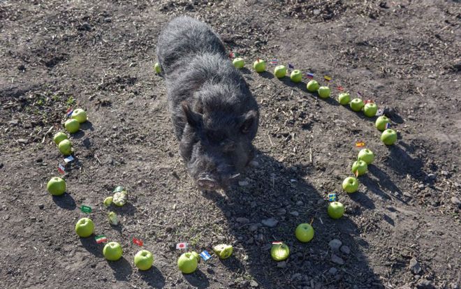'Lợn tiên tri đúng 100%' dự đoán sốc về 4 đội lọt bán kết World Cup 2018