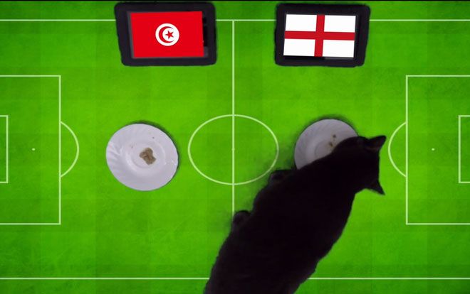 Nóng: 'Tiên tri' mèo đen, lạc đà có cùng kết quả bất ngờ về trận Anh gặp Tunisia