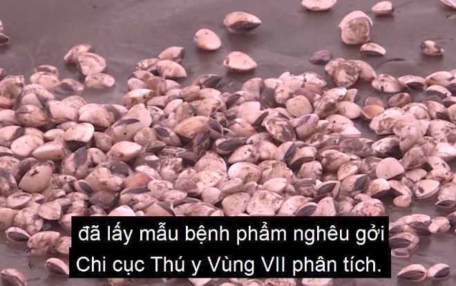 Gần 300 tấn nghêu chết ở Trà Vinh