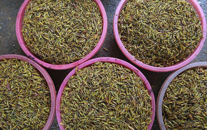 Người dân Hà Nội 'nhặt cánh, đóng thùng' châu chấu