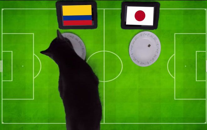 Nhật Bản sẽ phải cảnh giác bởi ‘tiên tri’ mèo đen dự đoán kết quả trận gặp Colombia