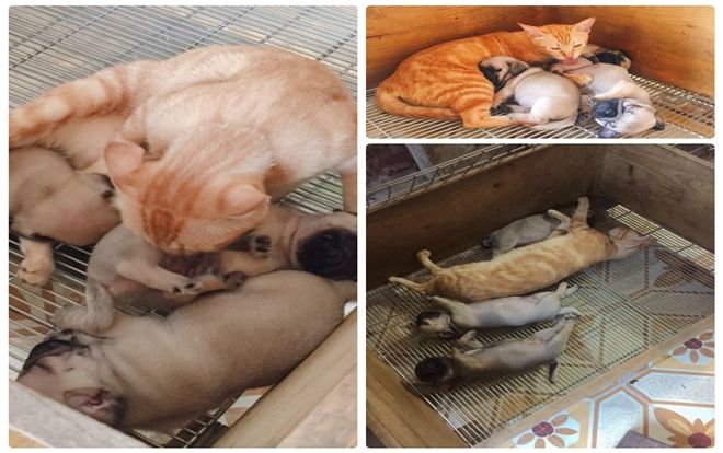 Dân mạng xúc động trước cảnh mèo mẹ mất con tranh thủ lúc chó mẹ đi chơi vào liếm láp bầy chó con