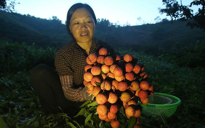 Người dân Lục Ngạn chong đèn thu hoạch vải