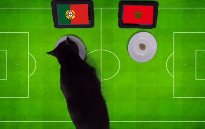 'Tiên tri' mèo đen dự đoán như thế nào trận Bồ Đào Nha- Morocco?