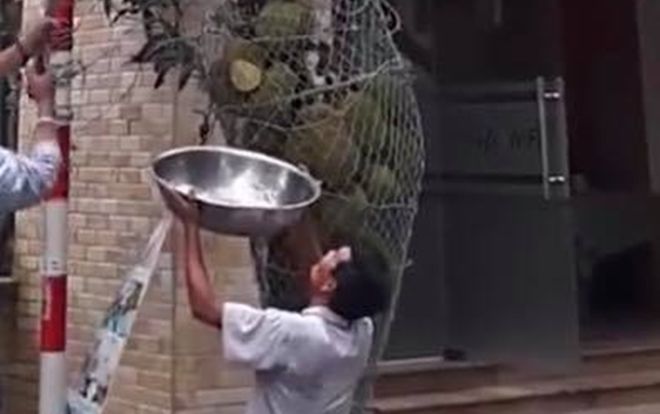 Hai ông chú hái mít số nhọ nhất năm: Bê cả chậu ra hứng vẫn không trúng, mít lại rơi trúng đầu