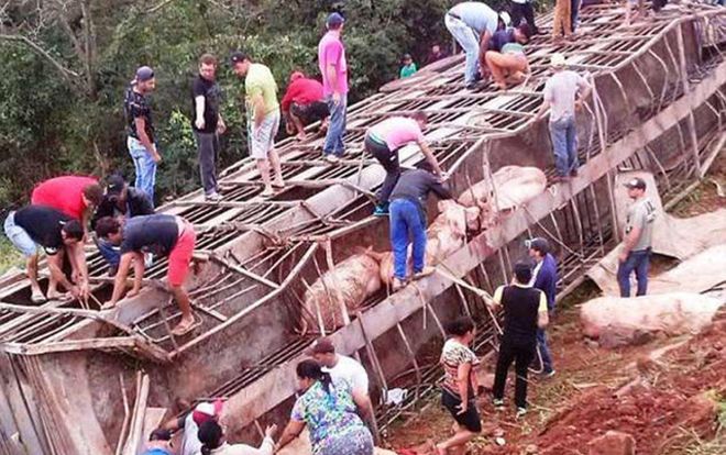 Ô tô tải chở lợn bị lật, nhiều người đổ xô tới hôi của và nhét cả vào cốp xe