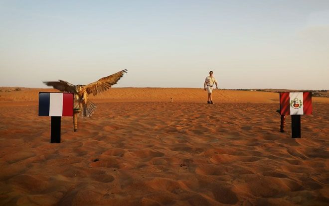 ‘Tiên tri’ chim cắt dự đoán như thế nào trận Pháp- Peru?