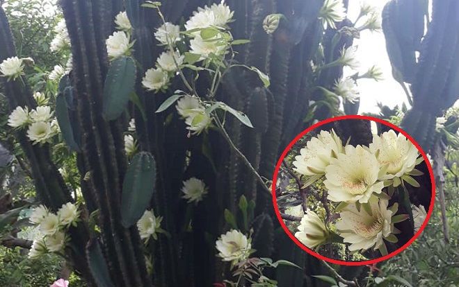 'Há hốc mồm' trước cây xương rồng 30 năm tuổi nở hoa trắng xóa góc sân