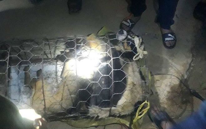 Bắt quả tang đang câu trộm chó, 2 đối tượng bị người dân vây đánh trọng thương