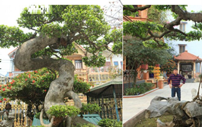 Hàng trăm cây cảnh quý hiếm giá hàng chục triệu USD của đại gia đất Tổ