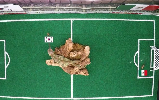 'Tiên tri' Tắc kè đưa ra kết quả sốc cho trận Mexico - Hàn Quốc