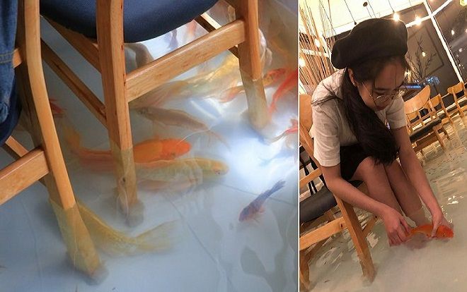 Chủ quán cafe 'ngồi trong lòng hồ cá' lên tiếng phản hồi những tranh cãi của cư dân mạng