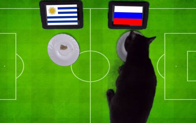Mèo ‘tiên tri’ dự đoán bất ngờ về trận Nga - Uruguay