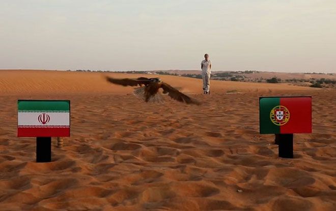 Chim cắt 'tiên tri' dự đoán Bồ Đào Nha sẽ hạ gục Iran