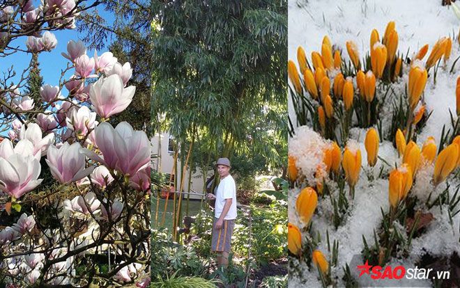 Chồng Tây 'nhà người ta' đổ mồ hôi sôi nước mắt để tặng vợ Việt cả khu vườn ngập hoa