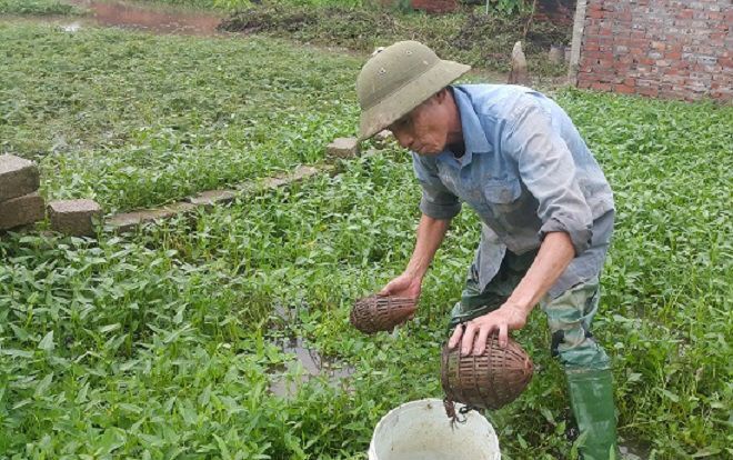 Clip: Mẹo bẫy cua đồng cực kì đơn giản, mà thu cả chục triệu/tháng