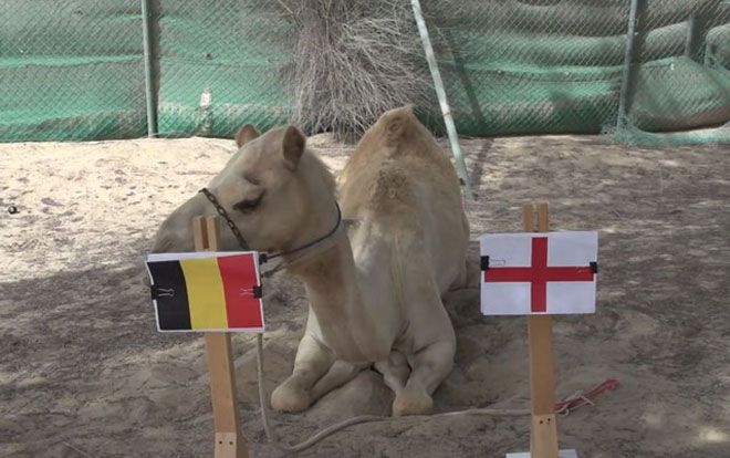 ‘Tiên tri’ lạc đà dự đoán Anh sẽ gục ngã trước Bỉ