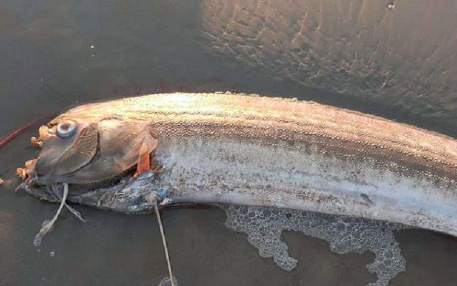 Xác cá hố rồng liên tiếp dạt vào bờ biển Hà Tĩnh