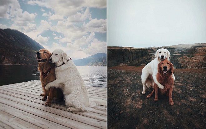 Trong khi nhiều người còn đang F.A, thì hai chú Boss này đã 'cùng nhau đi khắp thế gian' rồi