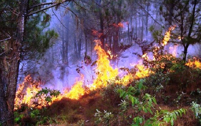 Mang dụng cụ ra chữa cháy rừng, cụ ông bị lửa thiêu tử vong thương tâm