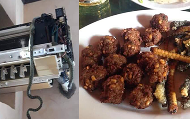 Điều hòa bật mãi không mát, mở ra kiểm tra thấy ổ rắn nằm chễm chệ bên trong khiến ai cũng phát hoảng