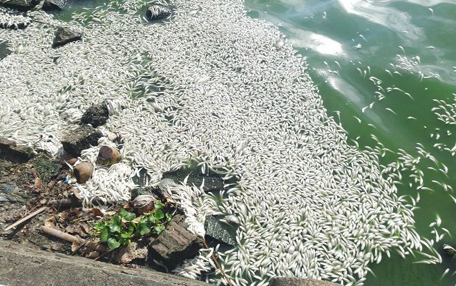 Cá chết nổi trắng hồ Tây bốc mùi hôi tanh nồng nặc