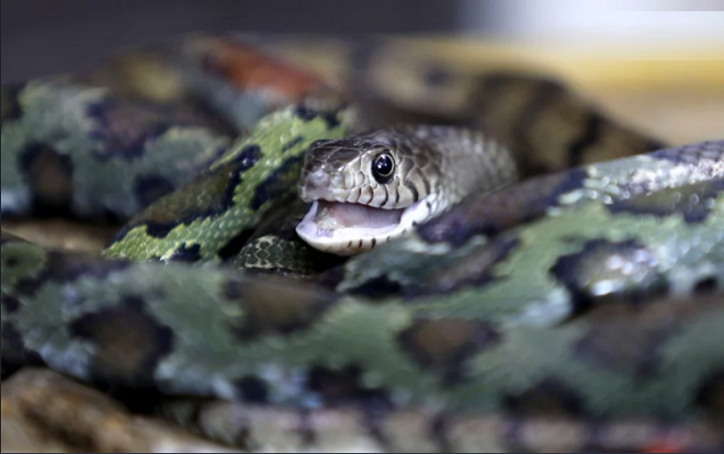 Ngôi làng rắn nhiều gấp 1.000 lần số dân, đem về thu nhập hàng nghìn USD mỗi tháng