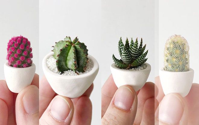 Trang trí nhà xinh bằng những cây xương rồng mini đẹp 'trụy tim'