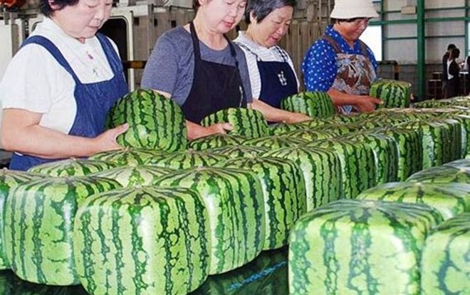 Dưa hấu vuông kỳ lạ xuất hiện ở Hà Nội: Giá chát 4,5 triệu/quả