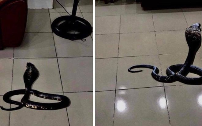 Rắn hổ mang bất ngờ xuất hiện giữa nhà giám đốc Bệnh viện Thể thao
