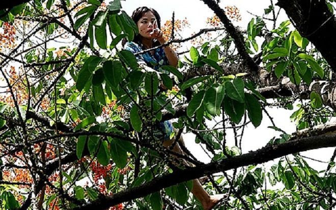 Cô gái nghi ngáo đá vứt xe và túi xách leo lên cây nhún nhảy la hét