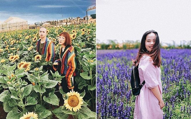 'Bỗng dưng đi châu Âu' khi lạc bước vào cánh đồng tuyệt đẹp ở Đà Lạt này