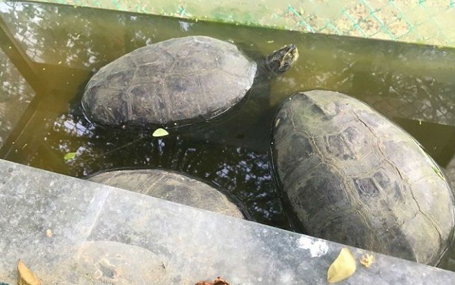 Phát hiện 44 con vật quý hiếm bị nuôi nhốt ở Kiên Giang