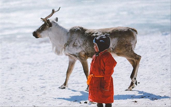 Ngỡ như chỉ có trên phim, ngờ đâu Tuần lộc lại xuất hiện đầy sống động thế này trong bộ ảnh của nhiếp ảnh gia Sài Gòn