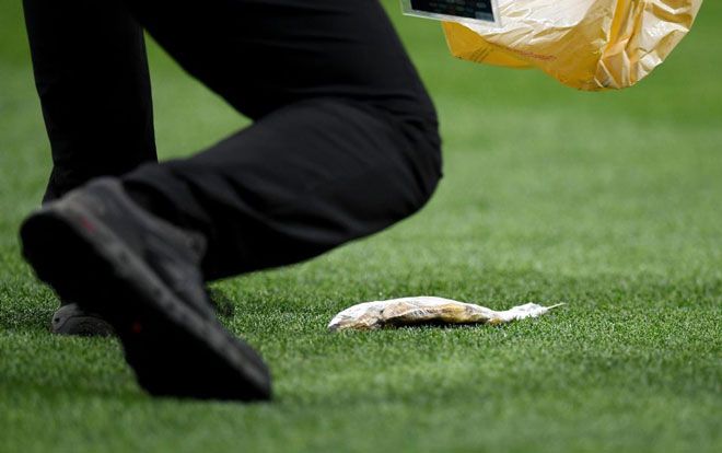Cá chết xuất hiện trên sân ở trận bán kết World Cup
