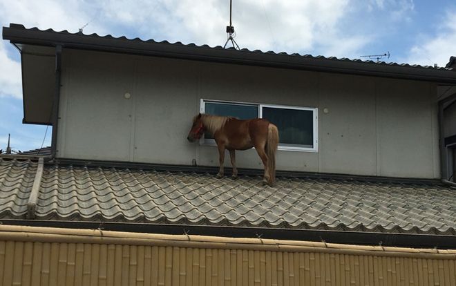 Ngựa 'lạc trôi' trên mái nhà ở Nhật Bản sau trận mưa lũ lịch sử