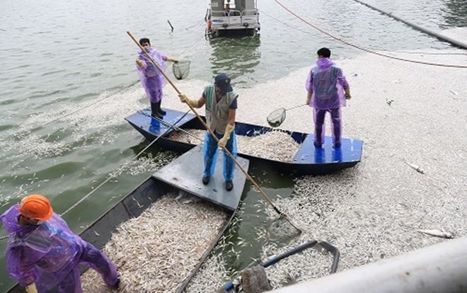 Hà Nội đánh bắt cá Hồ Tây để giải quyết tình trạng cá chết