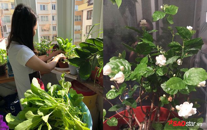 Ban công chỉ có 3m2 mà mẹ Việt tại Bỉ trồng đủ rau quả ăn không hết