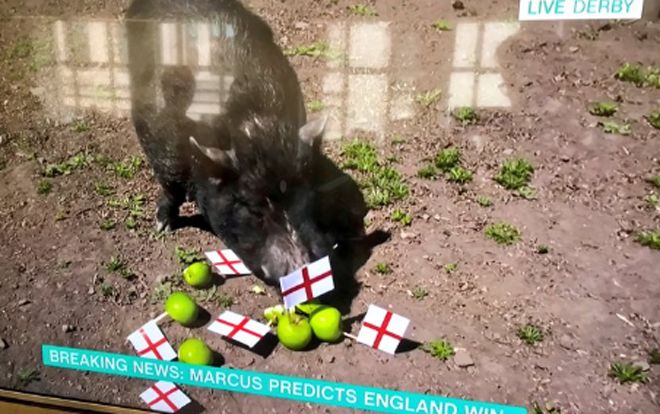 Dự đoán sai kết quả trận bán kết World Cup, dân mạng Anh đòi làm thịt 'siêu lợn tiên tri'