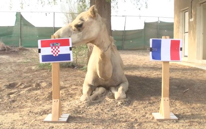 Dự đoán chung kết World Cup: ‘Tiên tri’ lạc đà gây sốc